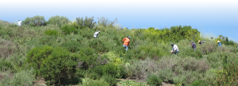 native habitat restoration crew